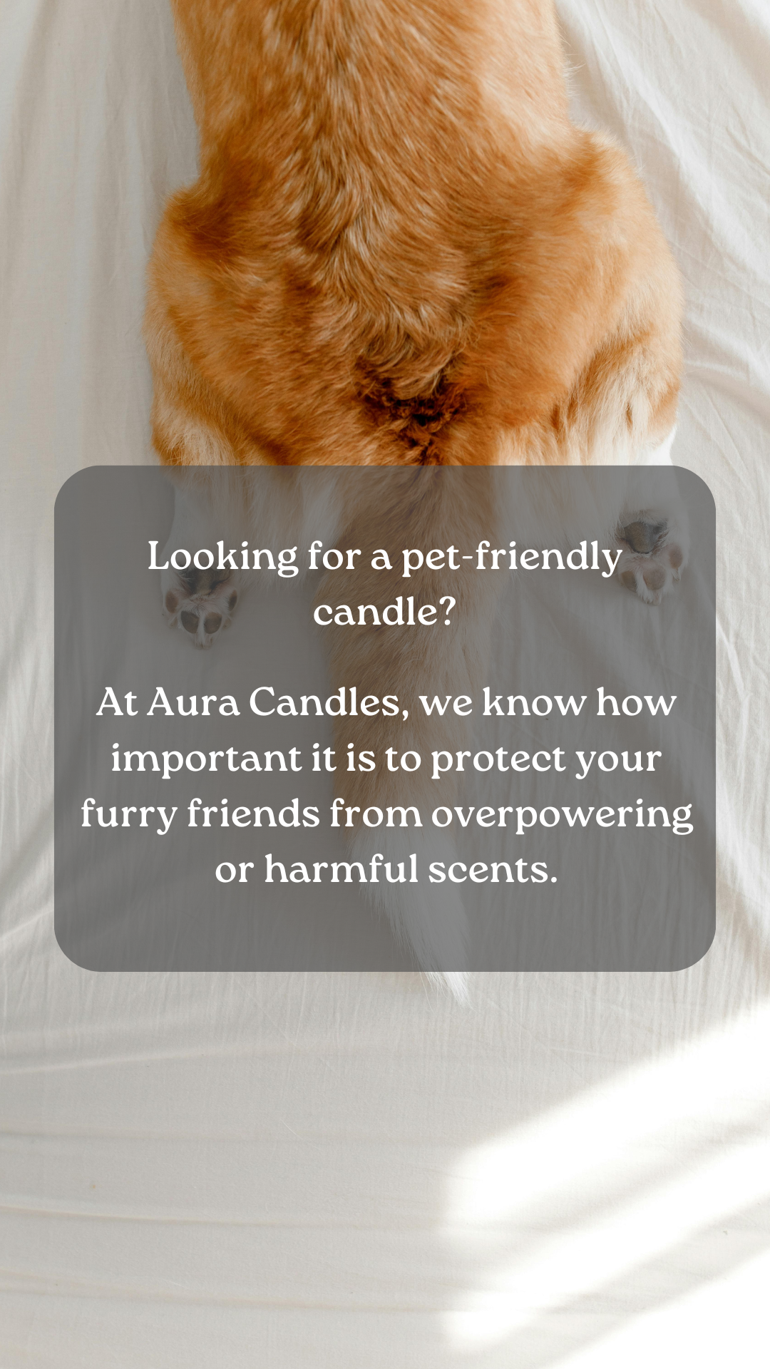 Pet Friendly